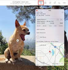 Use Visual Look Up in Photos